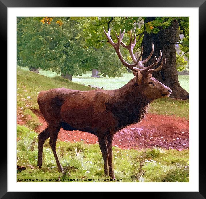 A red deer stag Framed Mounted Print by Paula Palmer canvas