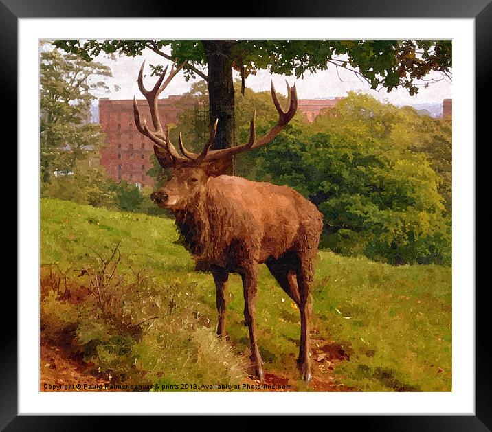 Red deer stag 2 Framed Mounted Print by Paula Palmer canvas