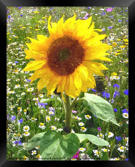 sunflower in wildflower meadow 2 Framed Print by Paula Palmer canvas