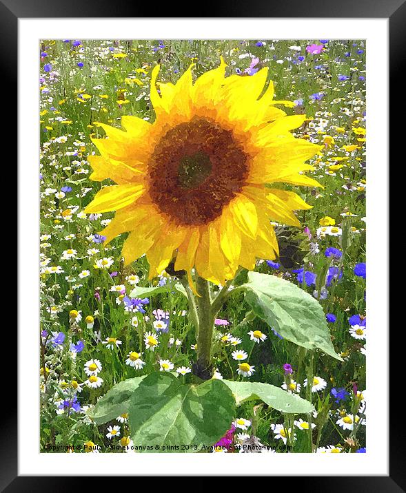 sunflower in wildflower meadow 2 Framed Mounted Print by Paula Palmer canvas