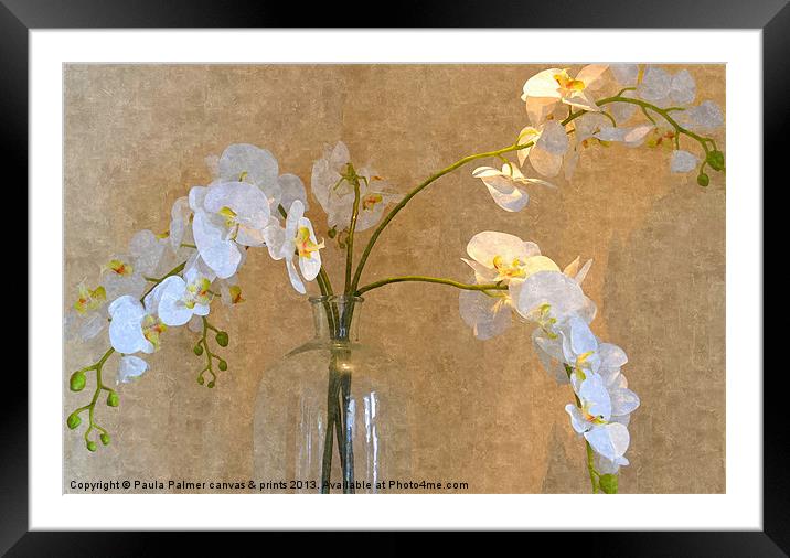 Orchid display! Framed Mounted Print by Paula Palmer canvas