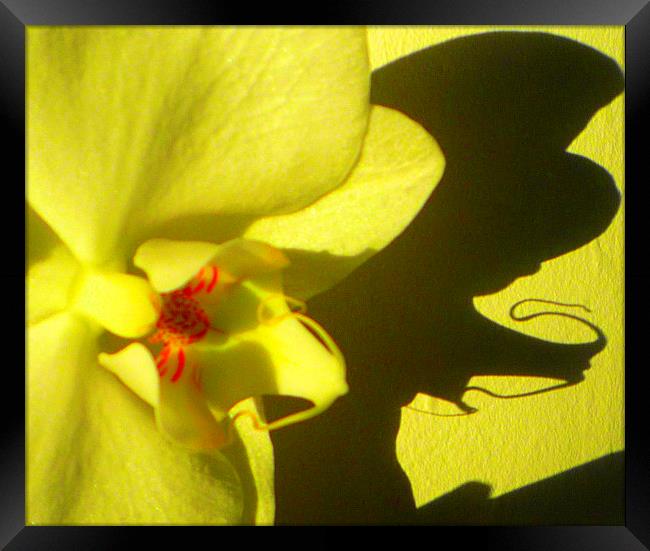 Orchid shadow delight Framed Print by Paula Palmer canvas