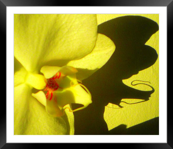 Orchid shadow delight Framed Mounted Print by Paula Palmer canvas