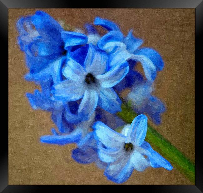 Spring , Blue Hyacinth Framed Print by Paula Palmer canvas