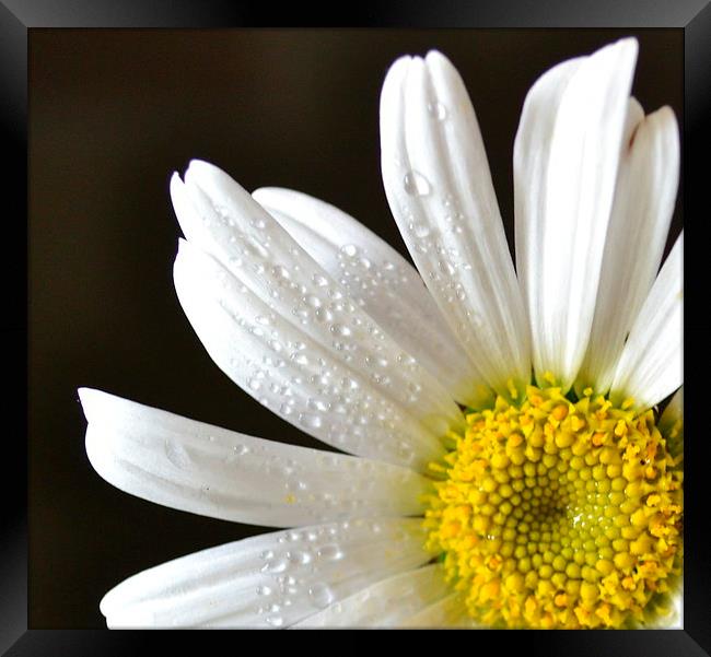 Fresh as a daisy Framed Print by Paula Palmer canvas