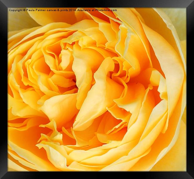  Yellow rose of ----- Framed Print by Paula Palmer canvas
