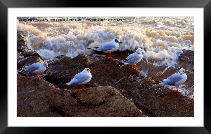  Seagulls.2+3=5 Framed Mounted Print by Paula Palmer canvas
