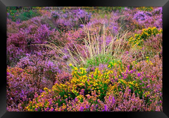  Exmoor flowers Framed Print by Paula Palmer canvas