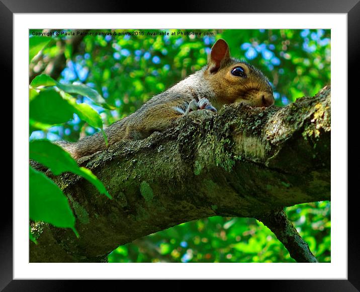  Squirrel Framed Mounted Print by Paula Palmer canvas