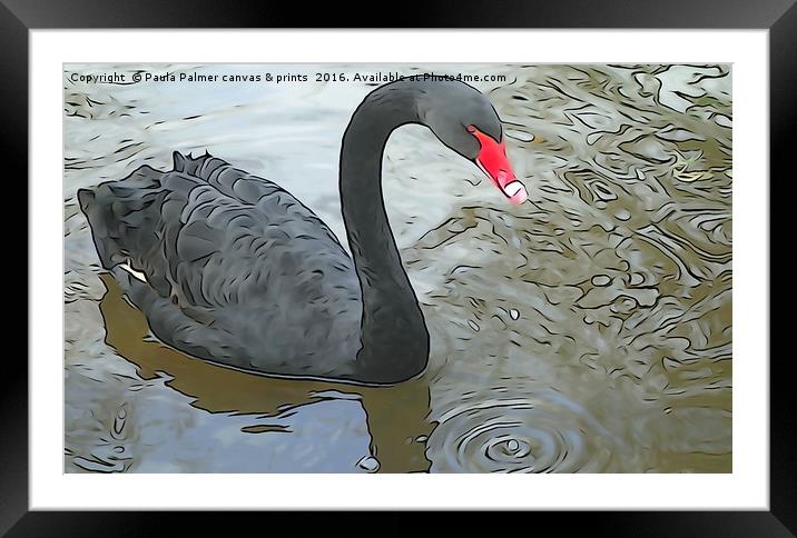 Black Swan at Dawlish Framed Mounted Print by Paula Palmer canvas