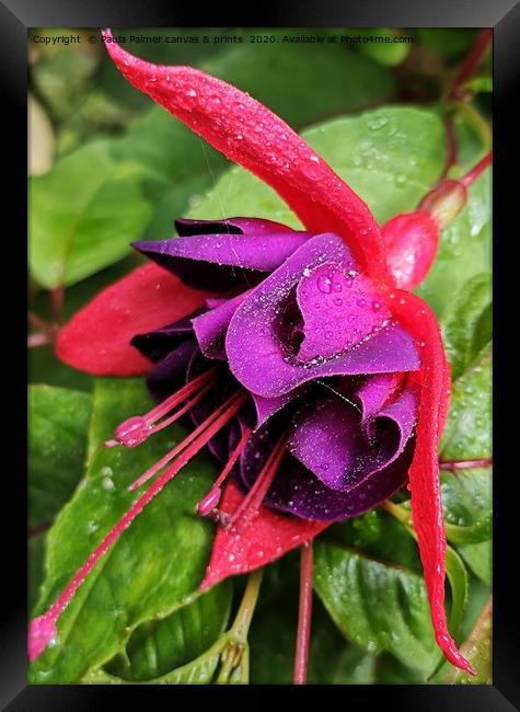 Fuschia Magic Framed Print by Paula Palmer canvas