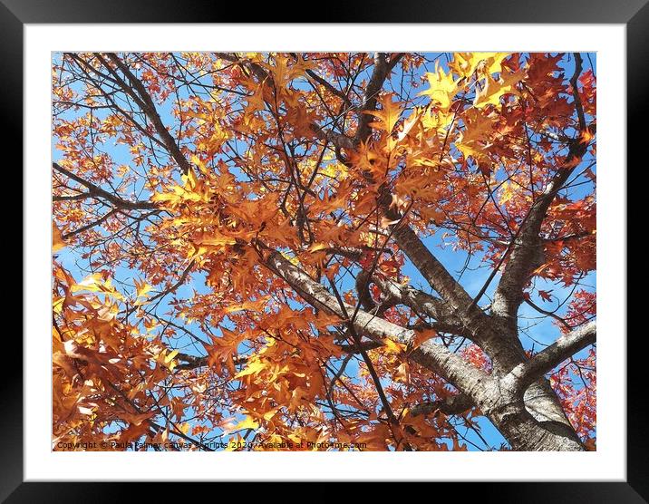 Autumn tree colour Framed Mounted Print by Paula Palmer canvas