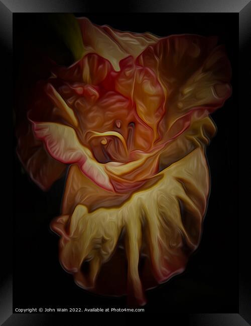 Gladiolus (Digital Art) Framed Print by John Wain