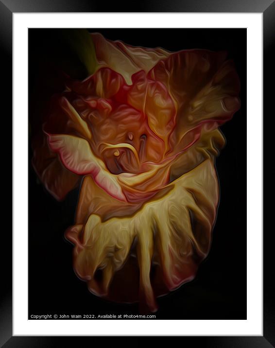 Gladiolus (Digital Art) Framed Mounted Print by John Wain