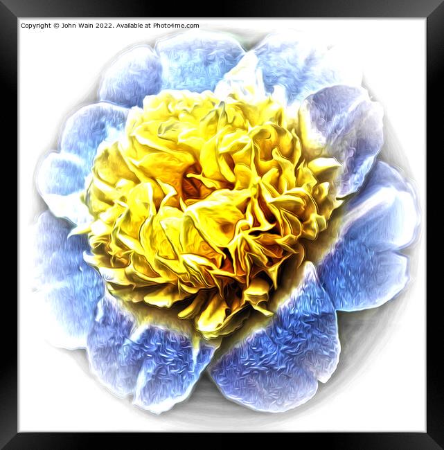 Yellow Camellia (Digital Art) Framed Print by John Wain