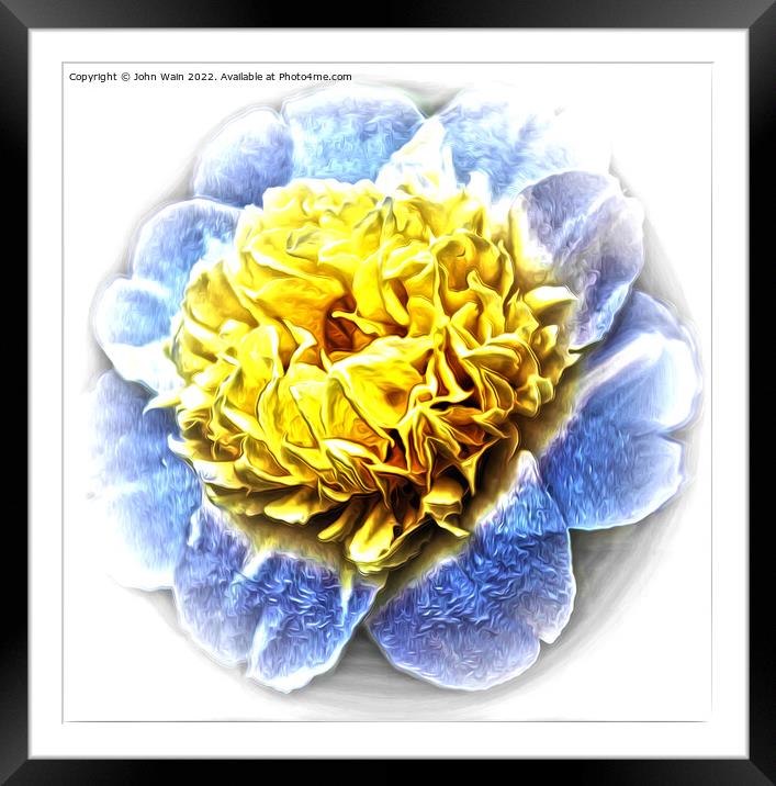 Yellow Camellia (Digital Art) Framed Mounted Print by John Wain