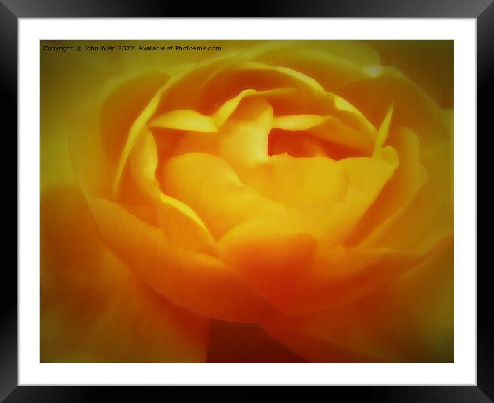 Yellow Rose with a little soft focus (Digital Art) Framed Mounted Print by John Wain