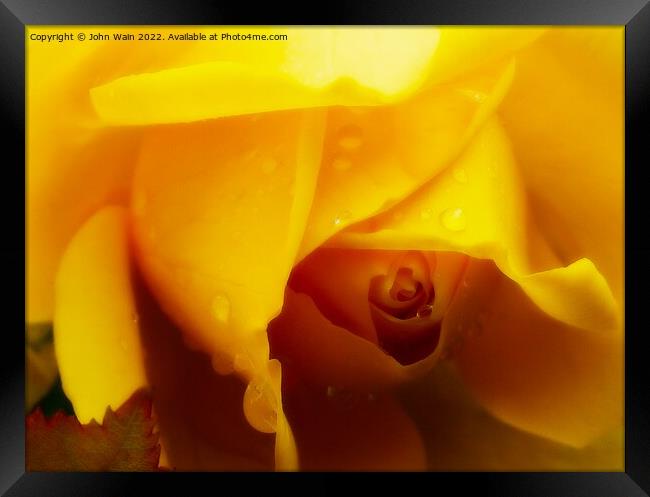 Yellow Rose with a little rain Framed Print by John Wain