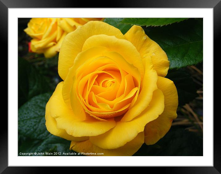 Yellow Rose Framed Mounted Print by John Wain