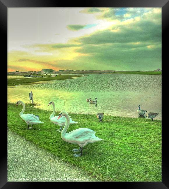 Sunset Swans Framed Print by John Wain