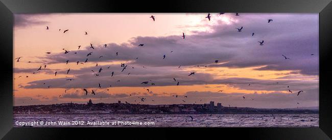 Birds at Sunset Framed Print by John Wain