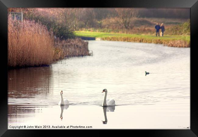 Bonded Swans on the Canal Framed Print by John Wain