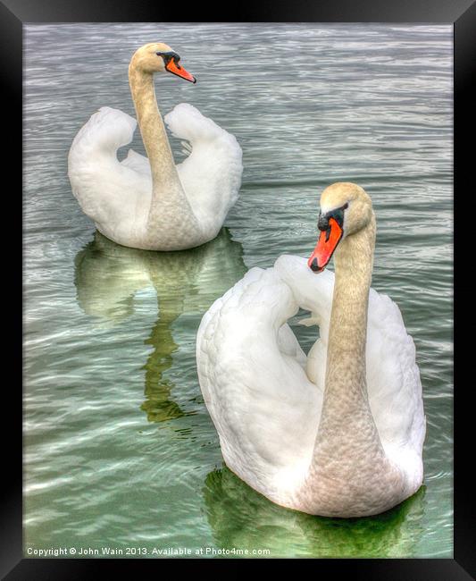 Bonded Swans on the Lake Framed Print by John Wain