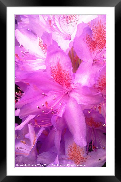 Pretty in Pink Framed Mounted Print by John Wain