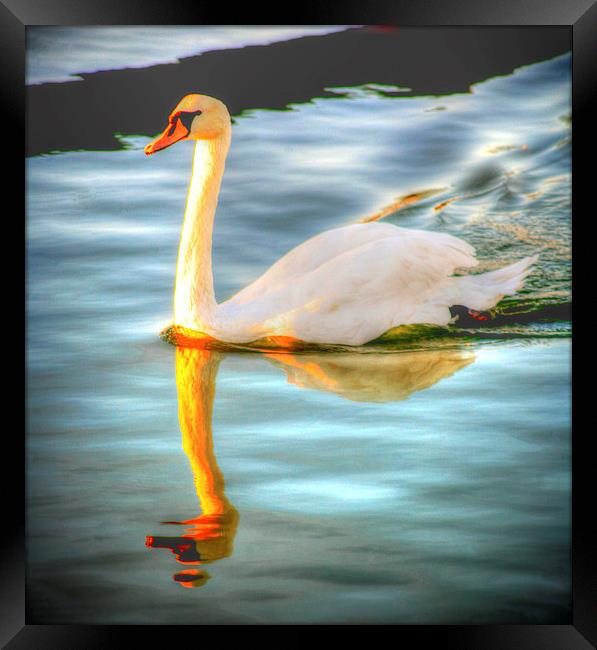 Swan Lake at Sunset Framed Print by John Wain