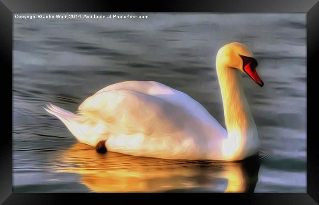 Lone Swan... Framed Print by John Wain