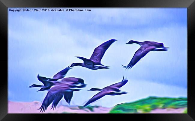 Geese in  flight Framed Print by John Wain