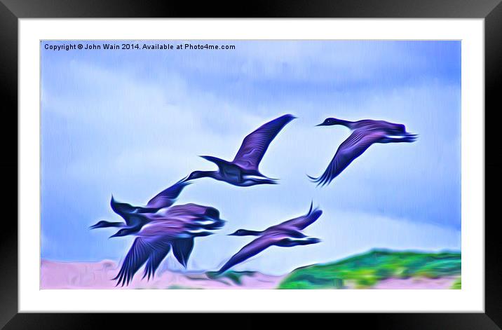 Geese in  flight Framed Mounted Print by John Wain