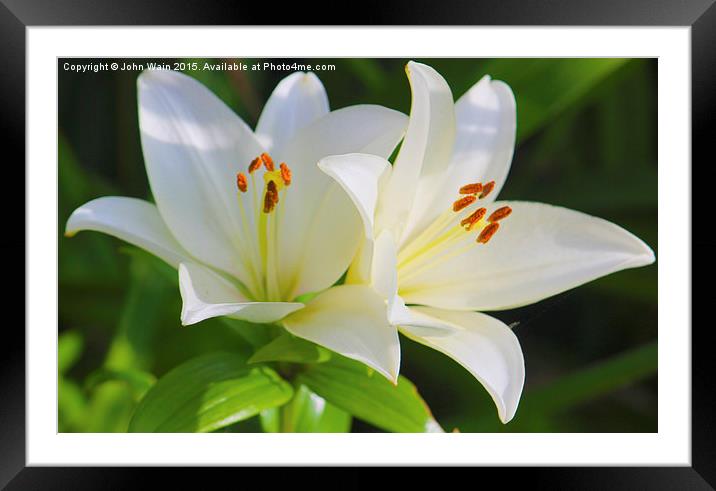  White Lilies Framed Mounted Print by John Wain