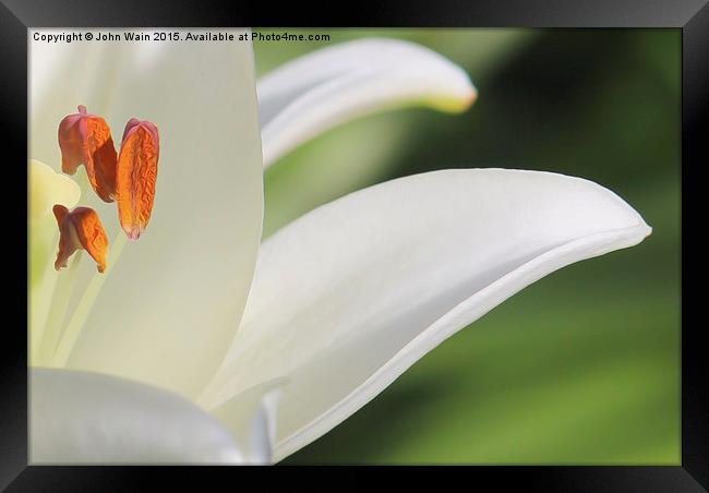 White Lily  Framed Print by John Wain