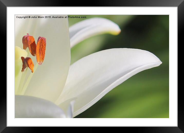 White Lily  Framed Mounted Print by John Wain