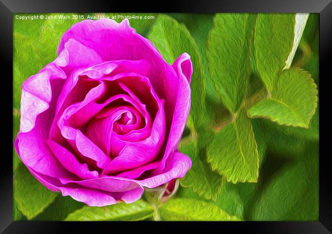 Pink Rose (Digital Art) Framed Print by John Wain