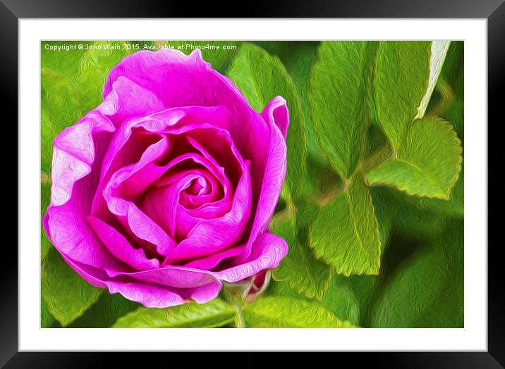 Pink Rose (Digital Art) Framed Mounted Print by John Wain
