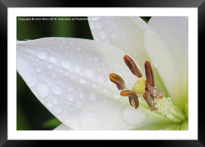 White Lily Framed Mounted Print by John Wain