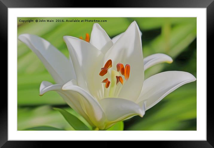 White Lily (Digital Art) Framed Mounted Print by John Wain