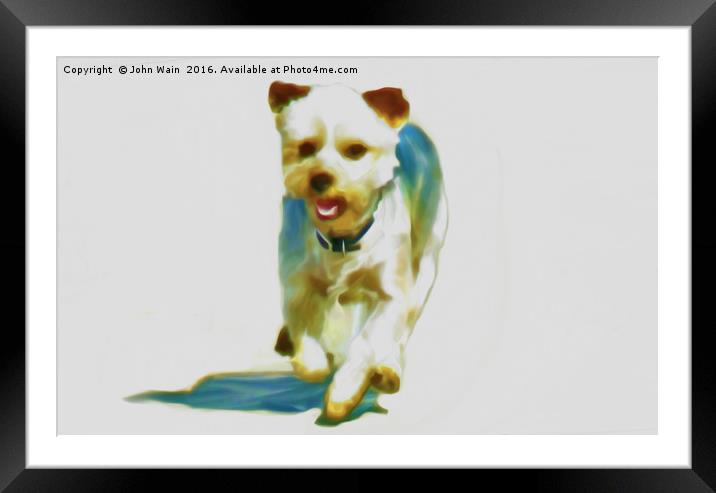  Yorkshire terrier (Digital Art) Framed Mounted Print by John Wain