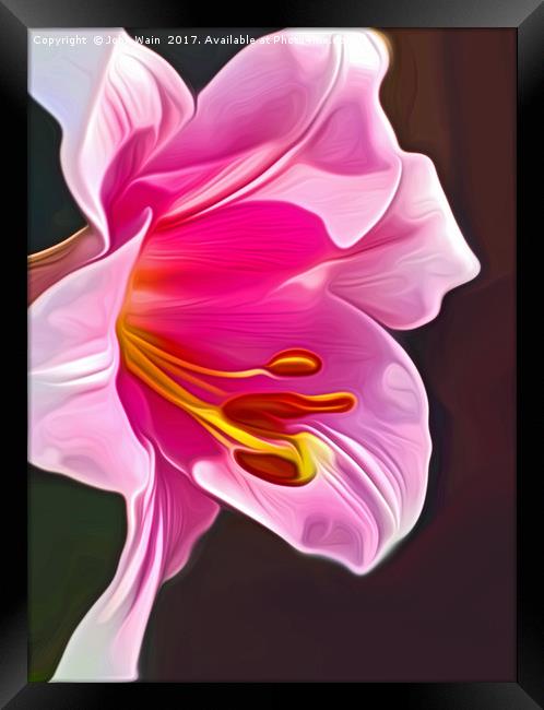 Lily (Digital Art) Framed Print by John Wain