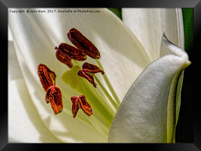 White Lily (Digital Art) Framed Print by John Wain
