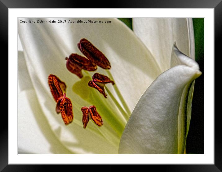 White Lily (Digital Art) Framed Mounted Print by John Wain