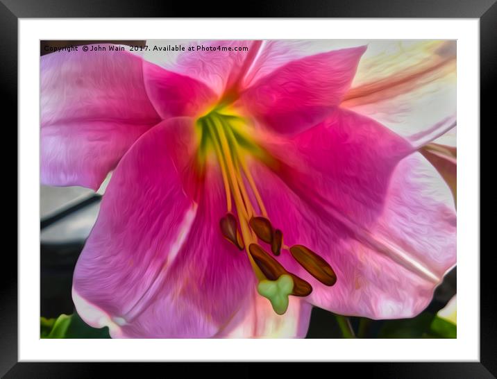 Lily (Digital Art) Framed Mounted Print by John Wain