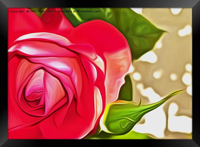 Red Rose (Digital Art) Framed Print by John Wain