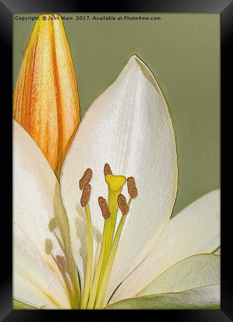 White Lily and Bud (Digital Art) Framed Print by John Wain