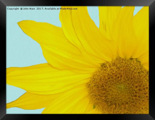 Sunflower Framed Print by John Wain
