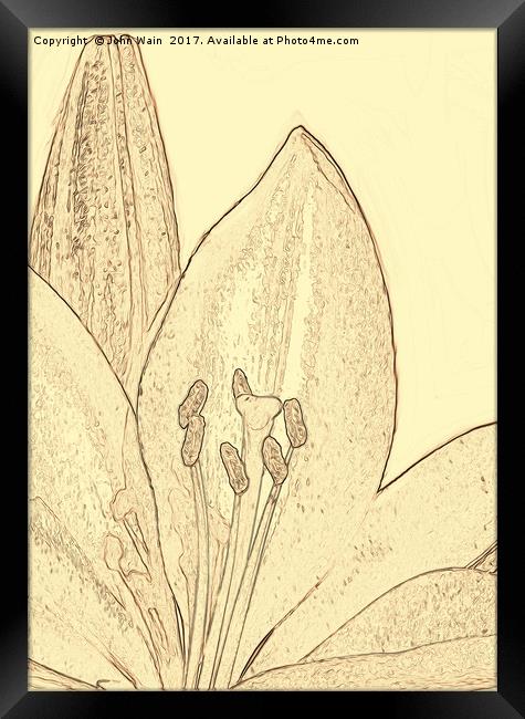 Lily and Bud (Digital Art) Framed Print by John Wain