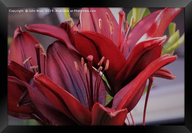 Red Lily Framed Print by John Wain