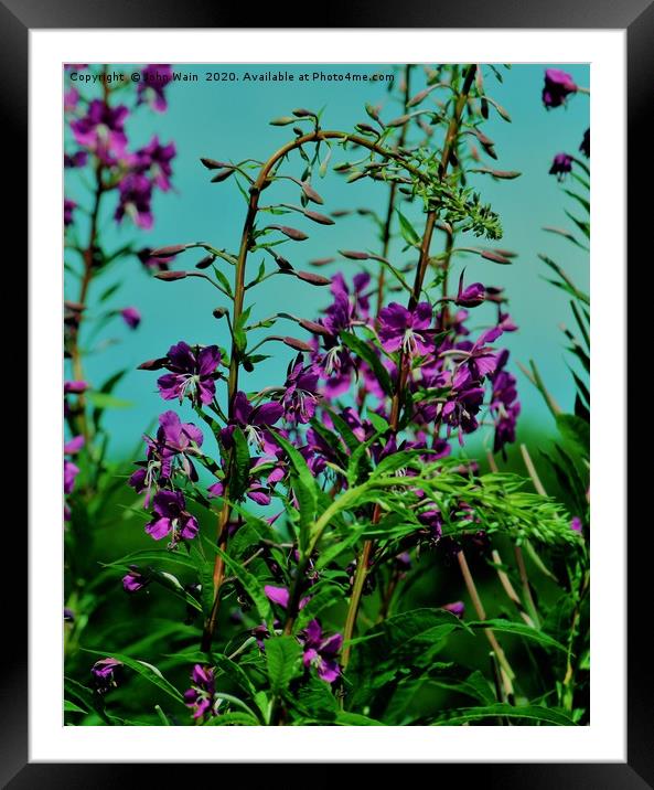 Wild Flowers (Digital Art) Framed Mounted Print by John Wain